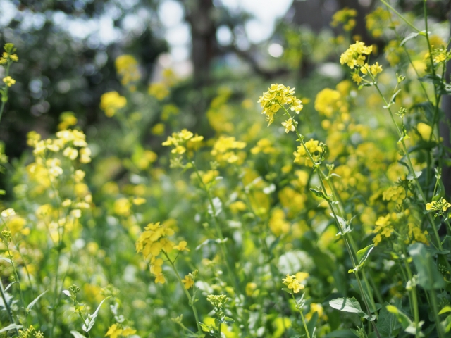 soku_14328.jpg :: 植物 花 菜の花 