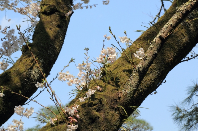 soku_14336.jpg :: 植物 花 桜 サクラ 