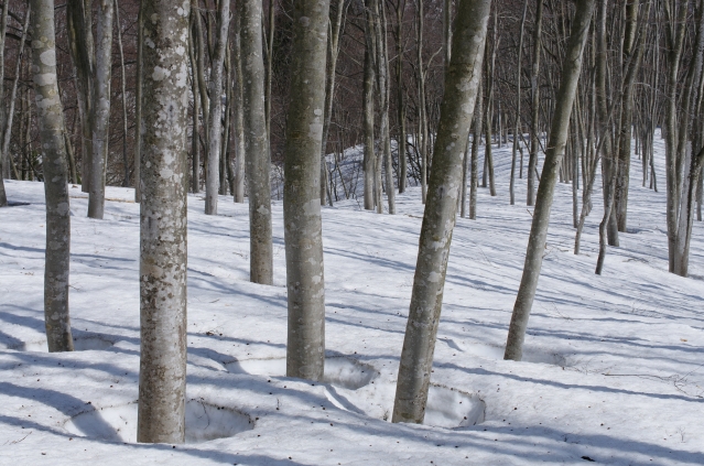 soku_14340.jpg :: 雪 風景 自然 山 