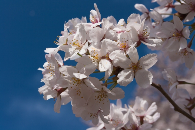 soku_14361.jpg :: 植物 花 桜 サクラ 