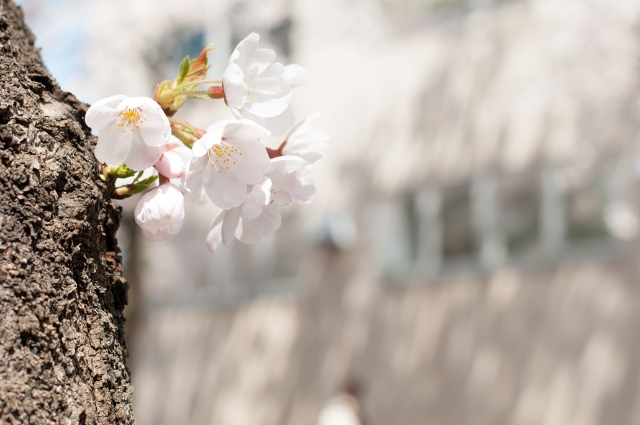 soku_14368.jpg :: 植物 花 桜 サクラ 