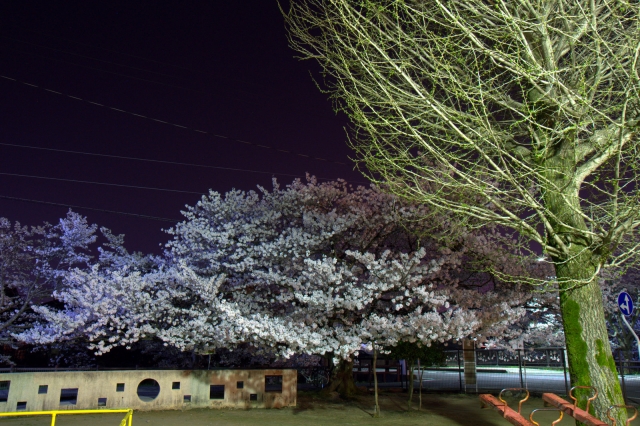 soku_14376.jpg :: 夜 桜 公園 