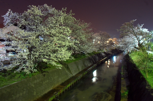 soku_14377.jpg :: 夜 桜 川 