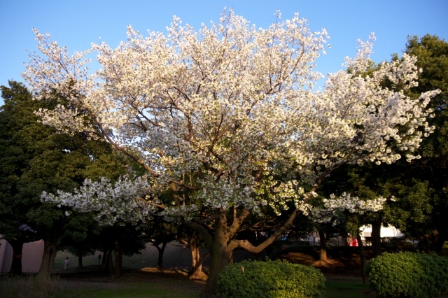 soku_14378.jpg :: 植物 花 桜 サクラ 