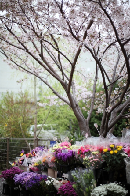 soku_14409.jpg :: 植物 花 桜 サクラ 花束 