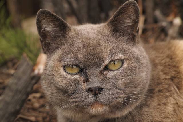 soku_14415.jpg :: SD1 マクロ 猫 ネコ 