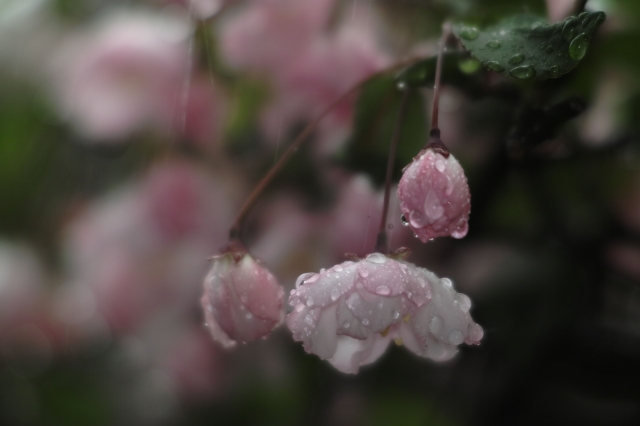 soku_14452.jpg :: 植物 植物 花 桜 サクラ マクロ 雨 水分 