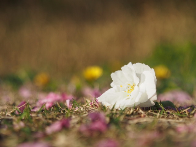soku_14466.jpg :: 植物 花 桜 サクラ 花びら 