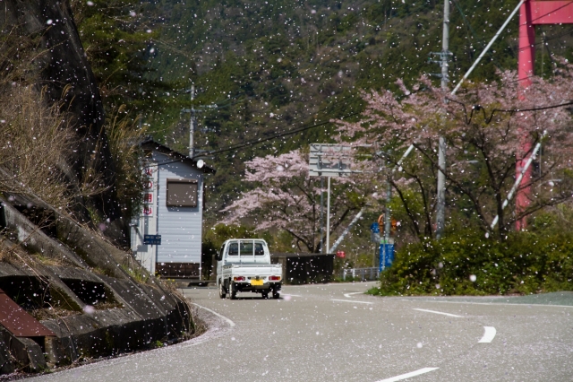soku_14469.jpg :: 植物 花 花びら 桜吹雪 サクラ 