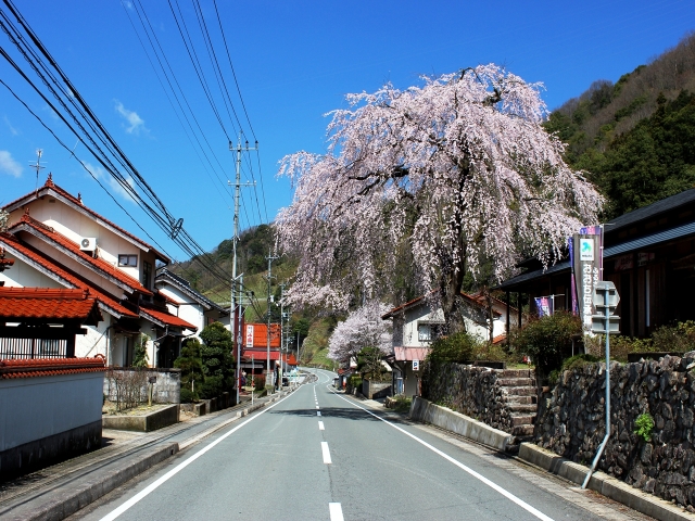 soku_14491.jpg :: 植物 花 桜 サクラ 