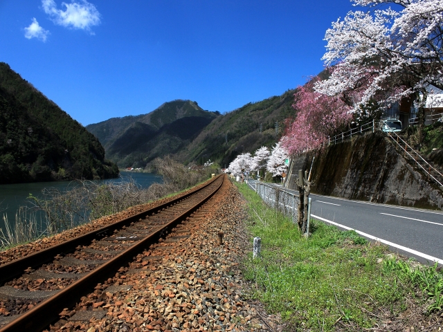 soku_14496.jpg :: 植物 花 桜 サクラ 線路 