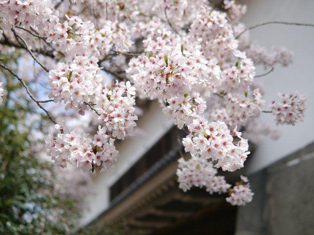 soku_14500.jpg :: 桜 大阪城 