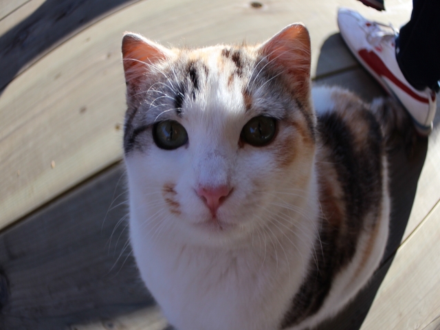 soku_14548.jpg :: 動物 哺乳類 猫 ネコ 魚眼 