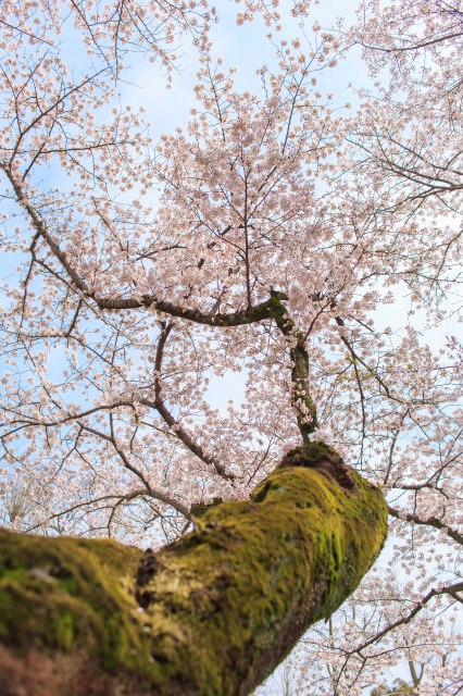 soku_14574.jpg :: 植物 花 桜 サクラ 苔 