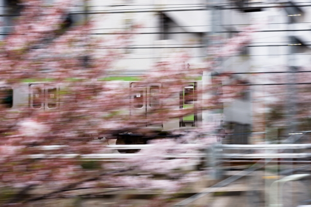 soku_14577.jpg :: 乗り物 交通 鉄道 電車 流し撮り 桜 