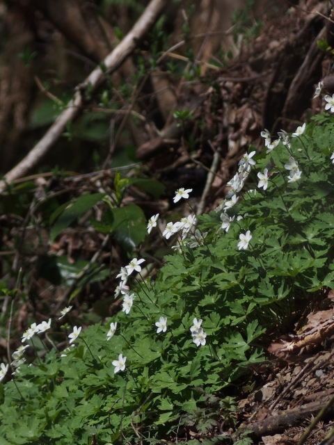 soku_14578.jpg :: 植物 花 ニリンソウ 