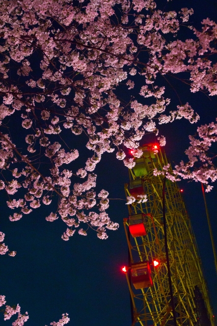 soku_14617.jpg :: 植物 花 桜 サクラ 夜桜 建築 建造物 観覧車 