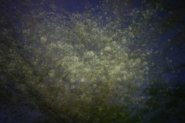 soku_14648.jpg :: 植物 花 桜 サクラ 夜桜 スローシャッター 
