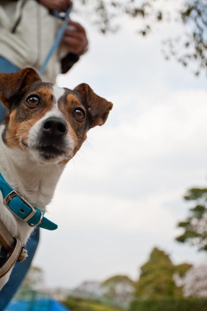 soku_14672.jpg :: 動物 哺乳類 犬 イヌ 