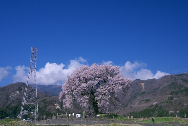 soku_14732.jpg :: 植物 花 桜 サクラ 建築 建造物 塔 鉄塔 