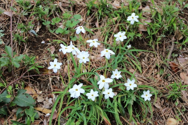 soku_14739.jpg :: 植物 草木 花 