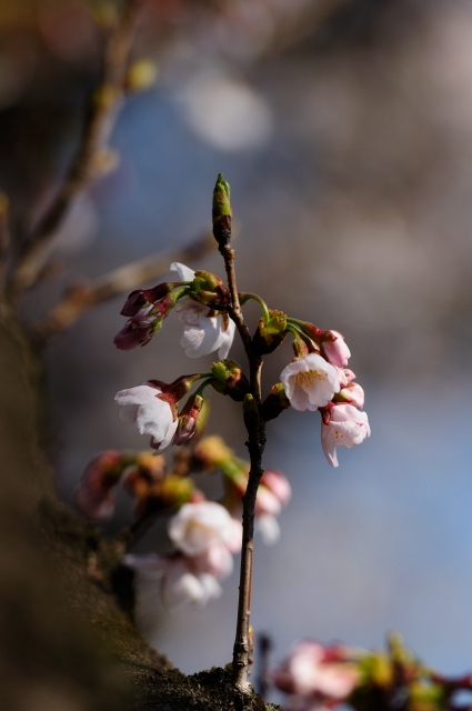 soku_14779.jpg :: 植物 花 桜 サクラ 
