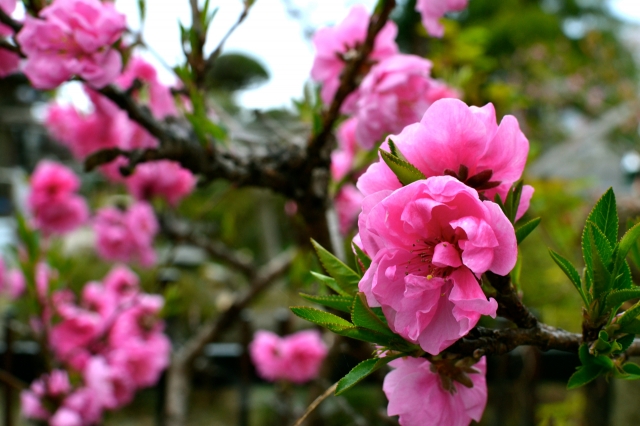 soku_14826.jpg :: 植物 草木 花 