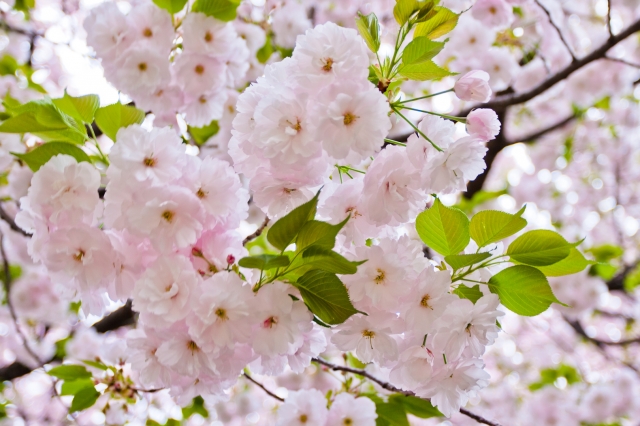 soku_14839.jpg :: 植物 花 桜 サクラ 八重桜 