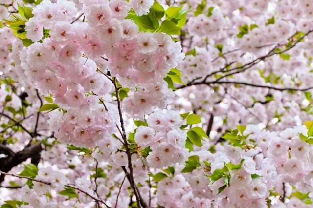 soku_14841.jpg :: 植物 花 桜 サクラ 八重桜 