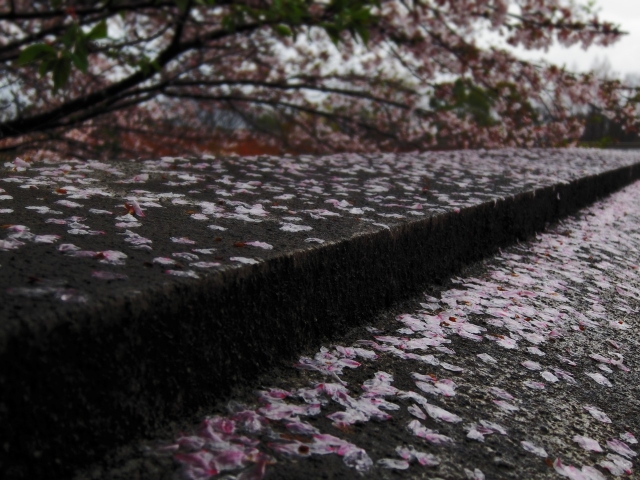 soku_14864.jpg :: PowerShotS95 風景 自然 植物 花 桜 サクラ 桜の終わり コンデジ埼玉 lock 
