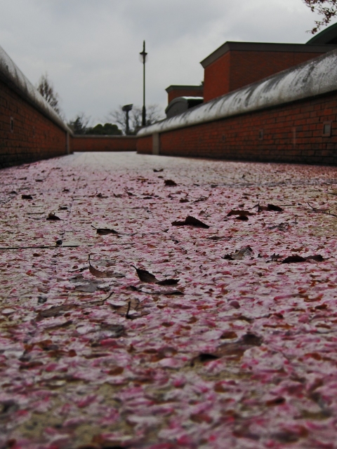 soku_14866.jpg :: PowerShotS95 風景 自然 植物 花 桜 サクラ 桜の終わり コンデジ埼玉 lock 