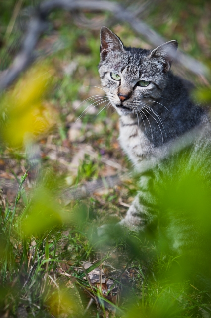 soku_14888.jpg :: 動物 哺乳類 猫 ネコ 