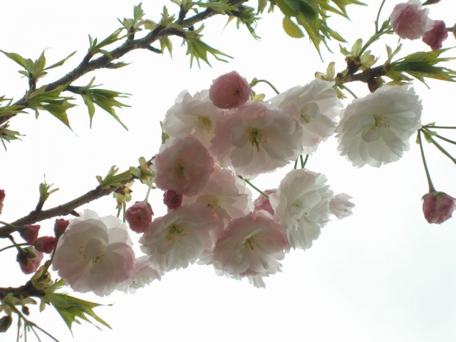 soku_14895.jpg :: 植物 花 桜 サクラ 八重桜 ヤエザクラ 