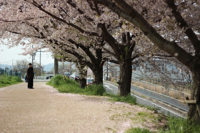 soku_14967.jpg :: 桜吹雪 おっちゃん 