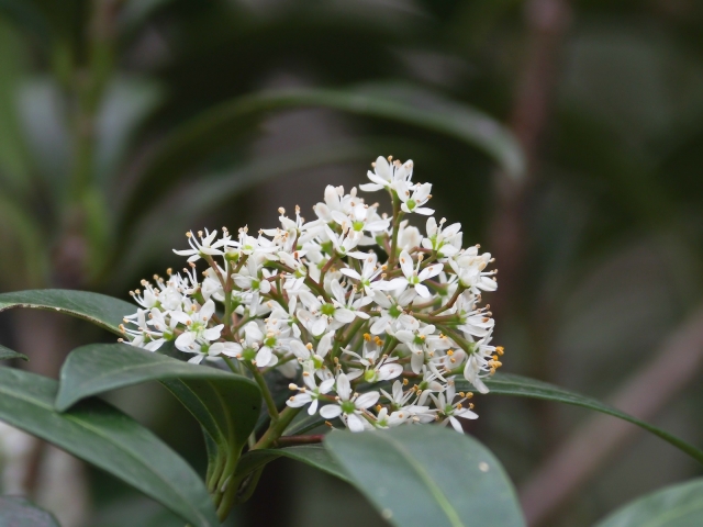 soku_14968.jpg :: 植物 花 山 