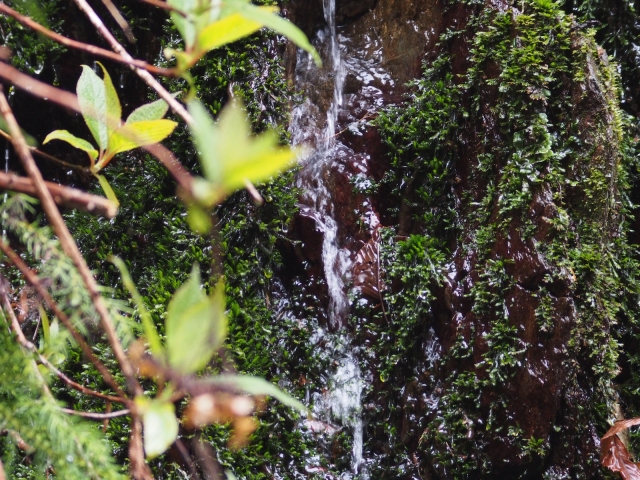 soku_14988.jpg :: 風景 自然 水滴 