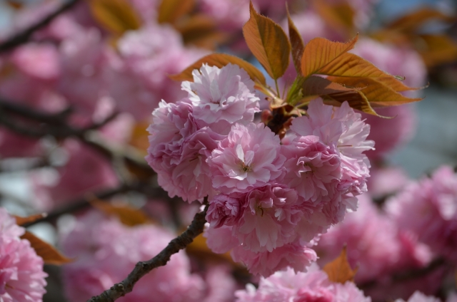soku_15031.jpg :: 植物 花 桜 サクラ ヤエザクラ 