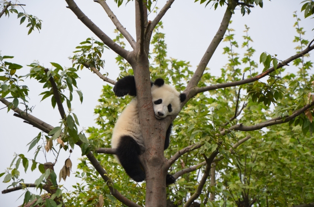 soku_15042.jpg :: 動物 哺乳類 パンダ 中国 