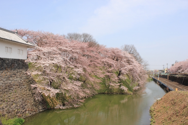 soku_15063.jpg :: 建築 建造物 城 植物 花 桜 サクラ 満開 
