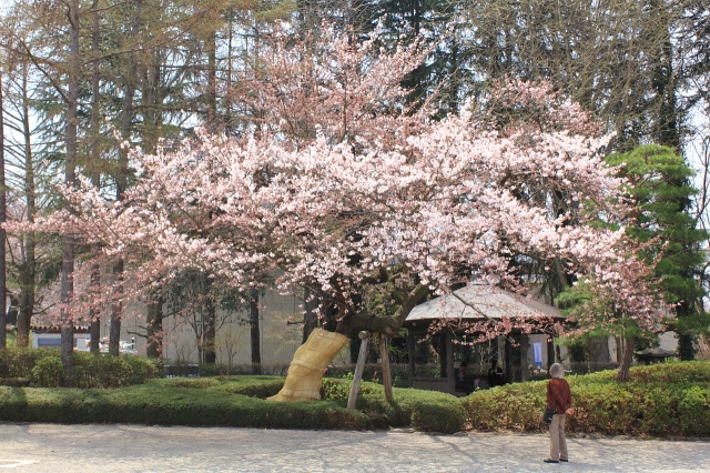 soku_15064.jpg :: 植物 花 桜 サクラ 