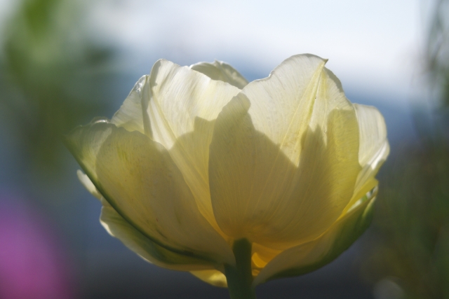 soku_15091.jpg :: 植物 花 チューリップ 