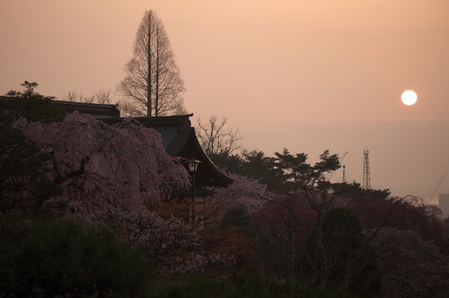soku_15101.jpg :: 植物 花 桜 サクラ 