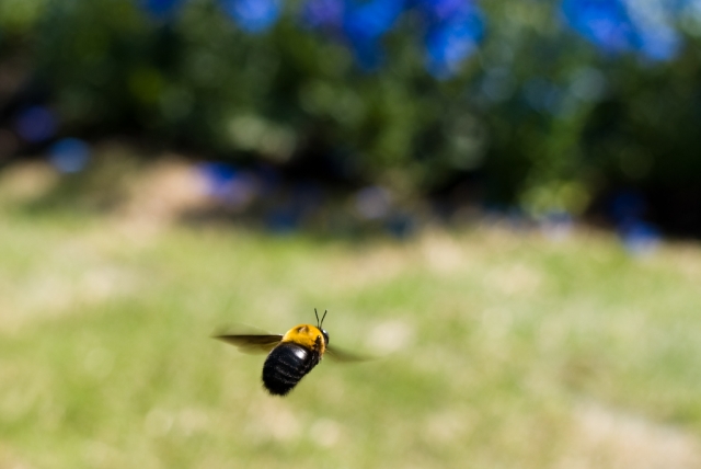 soku_15145.jpg :: 動物 虫 昆虫 クマバチ 