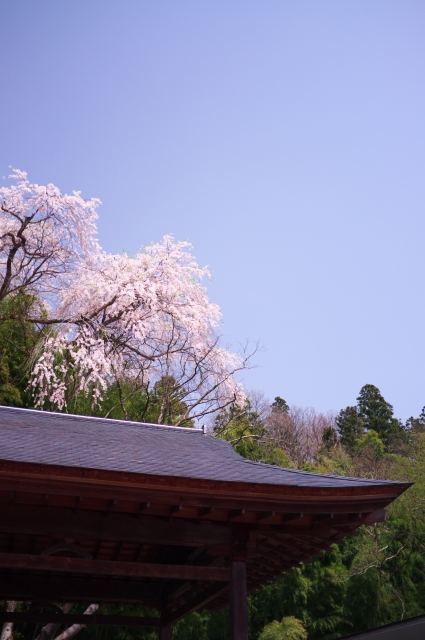 soku_15259.jpg :: 植物 花 桜 サクラ 風景 街並み 和 和風 