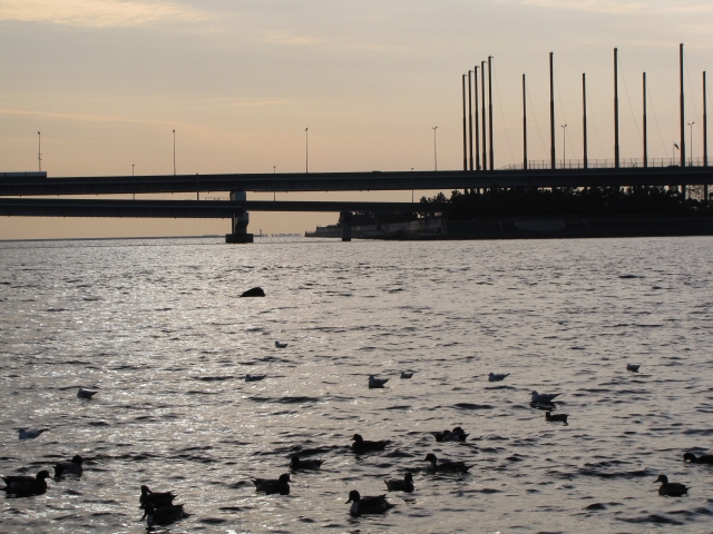 soku_15311.jpg :: 風景 自然 海 動物 鳥 