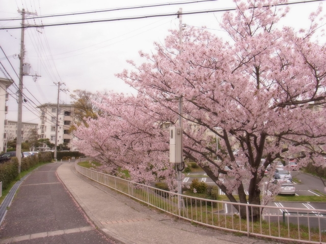 soku_15362.jpg :: 桜 満開 