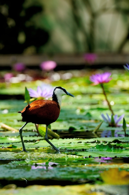 soku_15395.jpg :: アフリカレンカク 掛川花鳥園 
