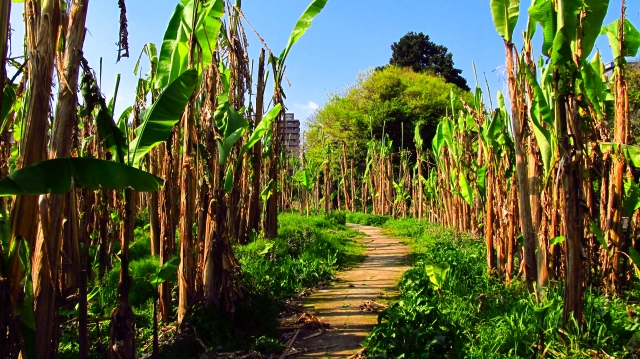 soku_15402.jpg :: 風景 自然 江津湖 植物 