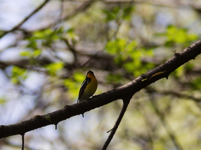 soku_15413.jpg :: 動物 鳥 野山の鳥 キビタキ 