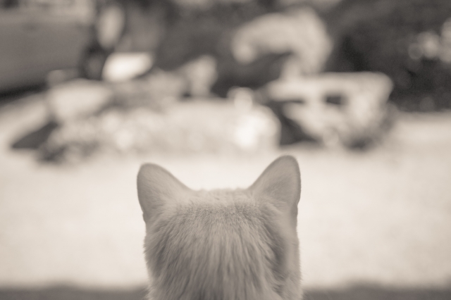 soku_15425.jpg :: 動物 哺乳類 猫 ネコ 後ろ姿 